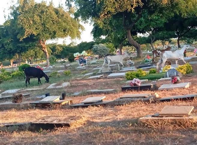 Usuarios denuncian falta de mantenimiento en el Cementerio Jardines de la Chinita