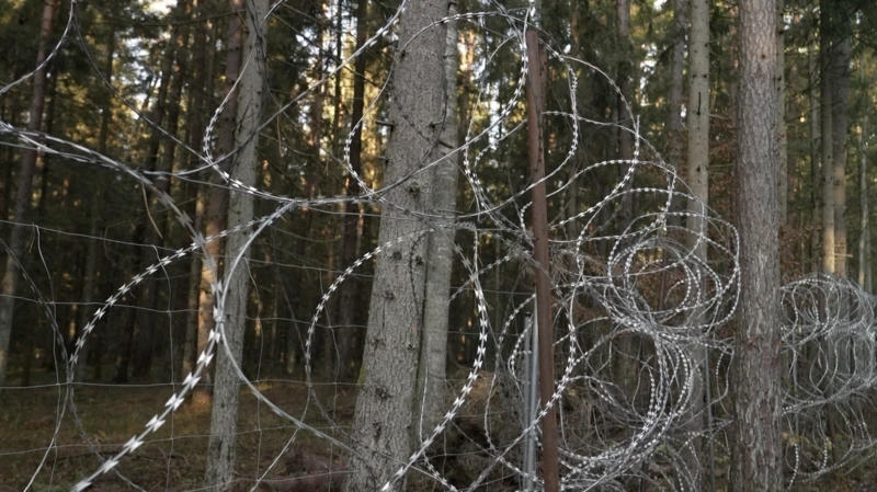 Bialowieza, el bosque en el que centenares de inmigrantes arriesgan sus vidas para tratar de ingresar a Europa