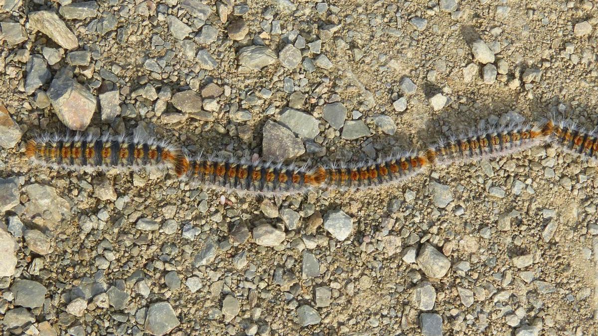 Consejos para dueños de perros en época de oruga procesionaria ¿Qué hacer en caso de síntomas?