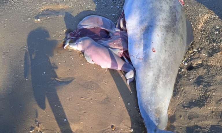 Científicos y activistas exigen detener la caza de toninas en el Lago de Maracaibo