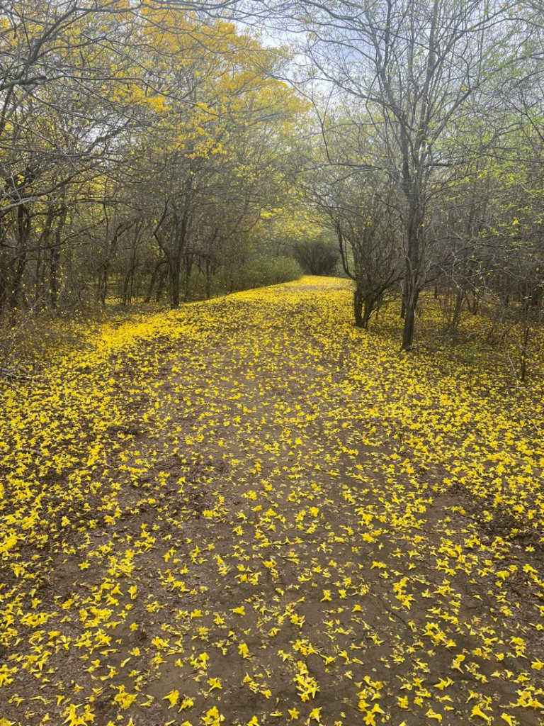El Jardín Botánico de Maracaibo se prepara para la floración de los Curarires