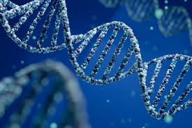 Descubierta una nueva forma de herencia alejada del ADN