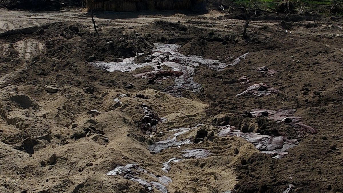 Nuevas imágenes del líquido que brota del ganado con fiebre aftosa enterrado en Hungría