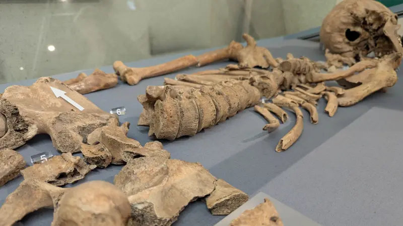 Las mordeduras halladas en un esqueleto que demuestran los combates de gladiadores contra leones