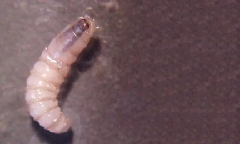 México reporta primer caso humano de miasis por gusano barrenador en Chiapas