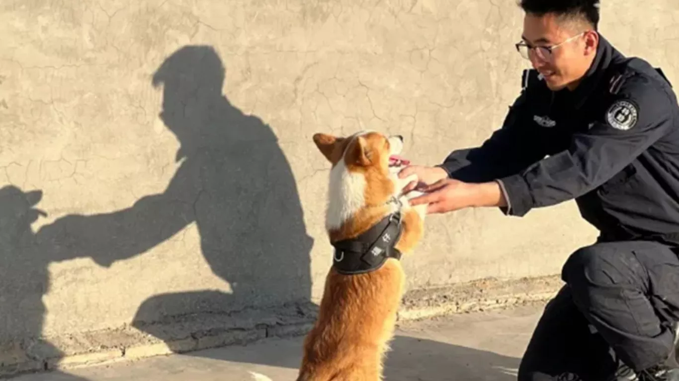 El primer perro policía corgi de China desobedece de nuevo y le quita una salchicha a una niña