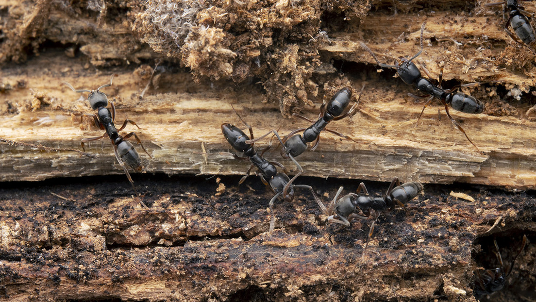 Hormiga tóxica y potencialmente mortal, “plaga de importancia médica” en EE.UU.