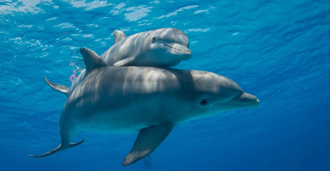 ¡ACTO DE CRUELDAD! Detienen y multan a pescador de Florida que envenenó y disparó a delfines frente a niños
