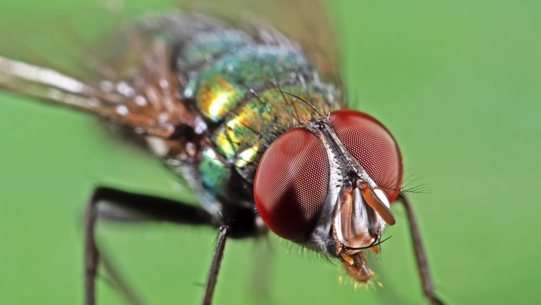 La ‘barrera biológica’ impulsada por EE.UU. para erradicar el gusano barrenador en México