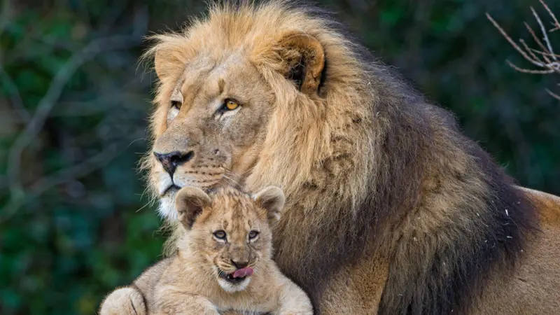 ¿Qué es “ser un buen padre”, biológicamente hablando?