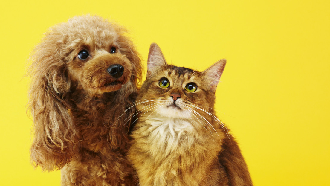 Descubren un nuevo e increíble beneficio de tener gatos y perros