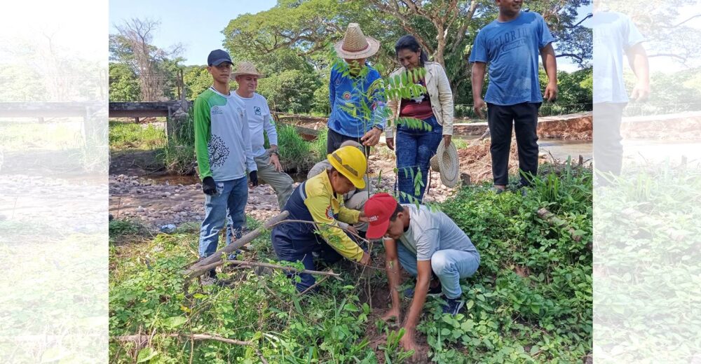 Inician reforestación en la Sierra de Perijá con más de 500 árboles para recuperar zonas afectadas por incendios