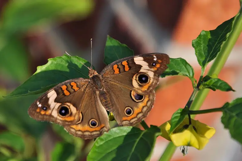 Cómo los insectos reaccionan a los “gritos imperceptibles” de las plantas