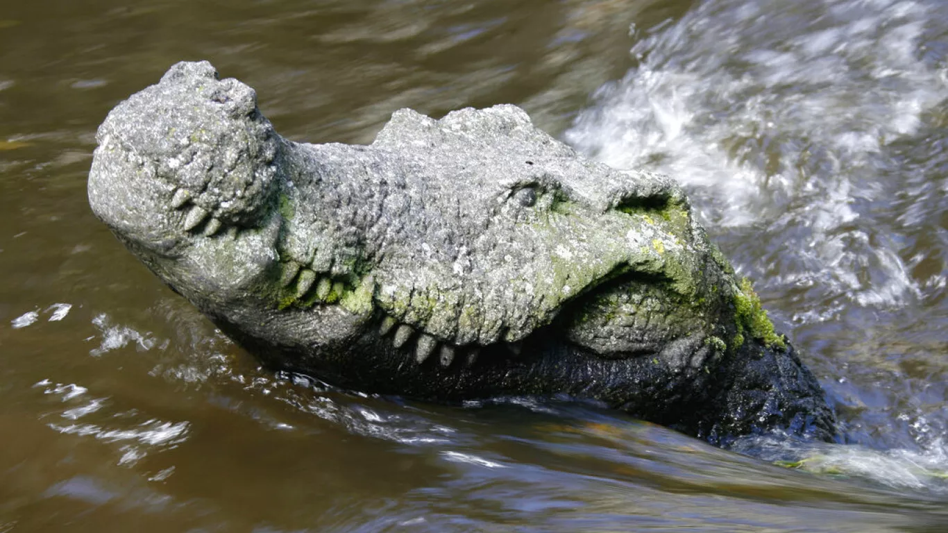 Gaza Israel ejecuta cocodrilos en la Cisjordania ocupada tras décadas de abandono, inanición y malos tratos