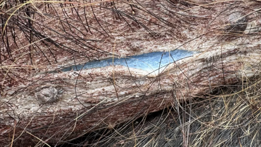 Alerta por carne porcina de color azul neón en EE.UU.
