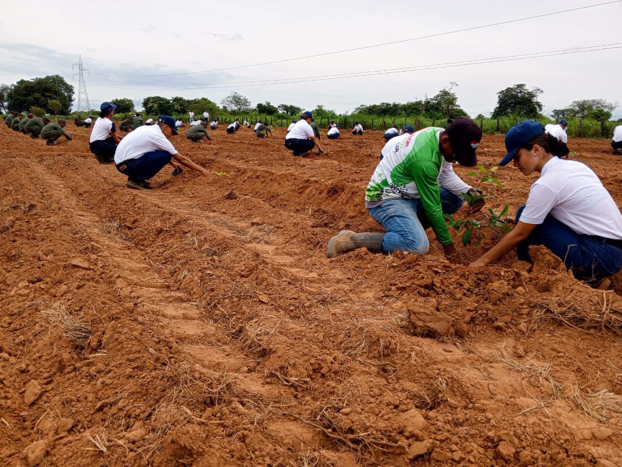 Jóvenes plantan más de 56 mil árboles en jornada Nacional de Reforestación