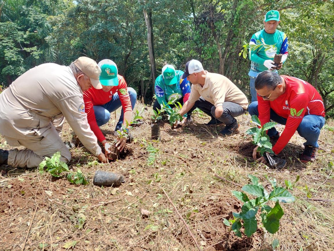 GESTIÓN ECOSOCIALISTA REFORESTA 5 HECTÁREAS EN LA CUENCA DEL LAGO DE MARACAIBO
