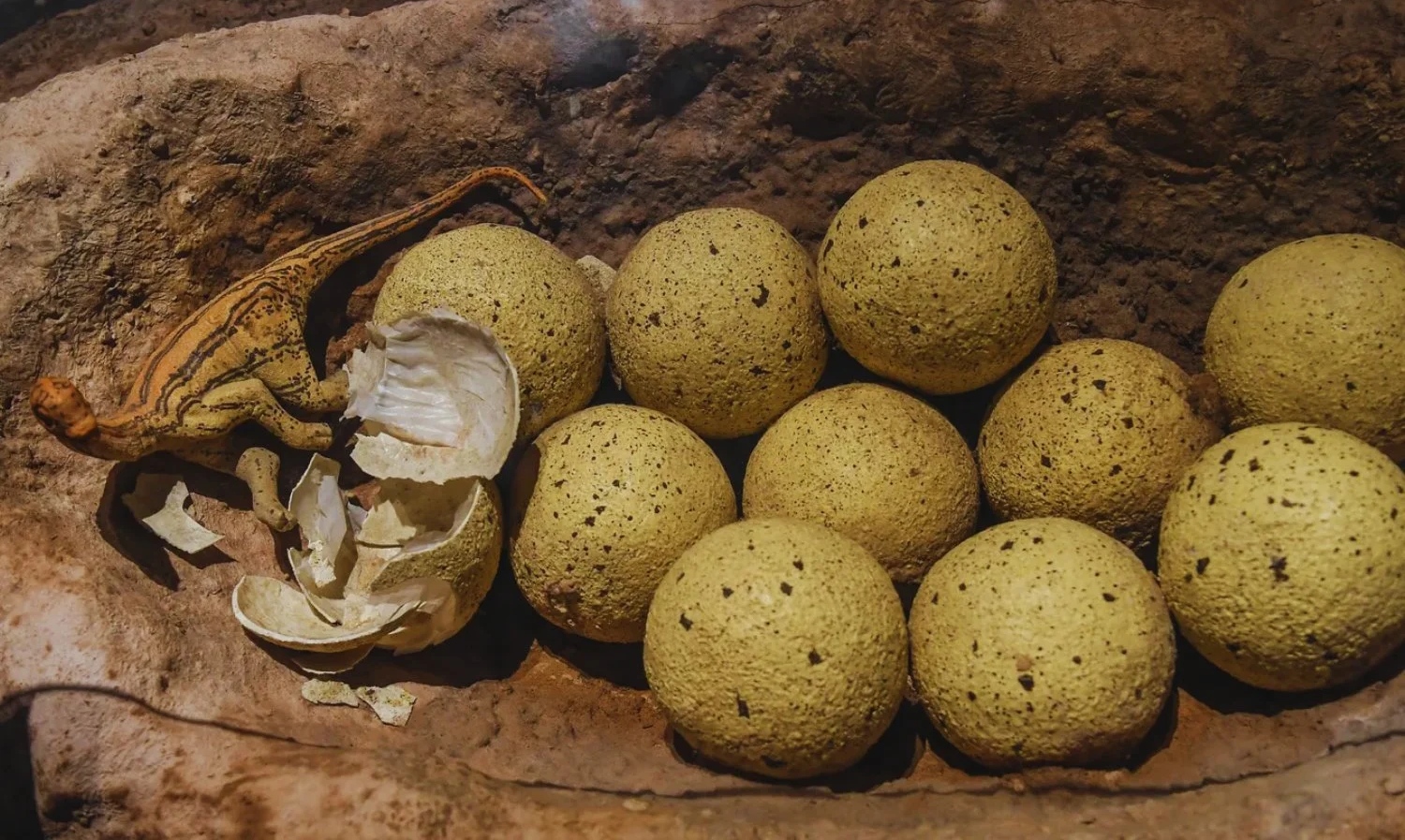 El tiempo se detuvo en Guadalajara: Hallan huevos de dinosaurio de 72 millones de años en un estado de conservación “asombroso”