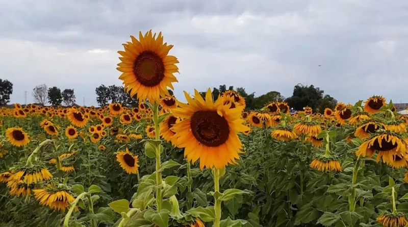 La Feria del Girasol florece de nuevo en Portuguesa para impulsar el agroturismo en 2026