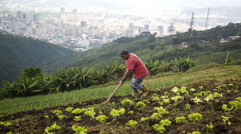 Caracas supera las 5.800 toneladas de alimentos producidos en 2025, impulsada por 102 Consejos Campesinos