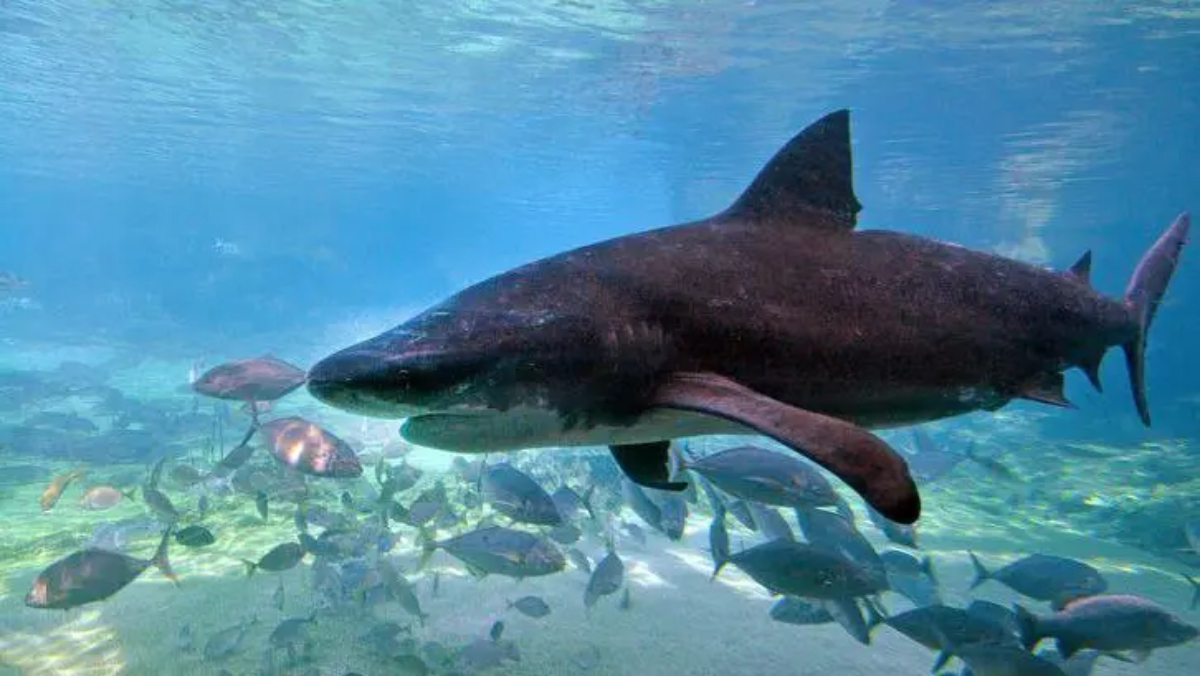 Alerta en las Playas de Australia: Expertos Advierten contra el Sacrificio de Tiburones tras Recent Attack
