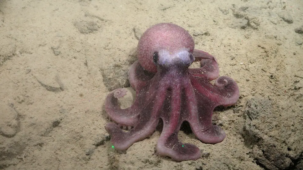Científicos chilenos descubren nueva especie de pulpo en aguas profundas del Pacífico