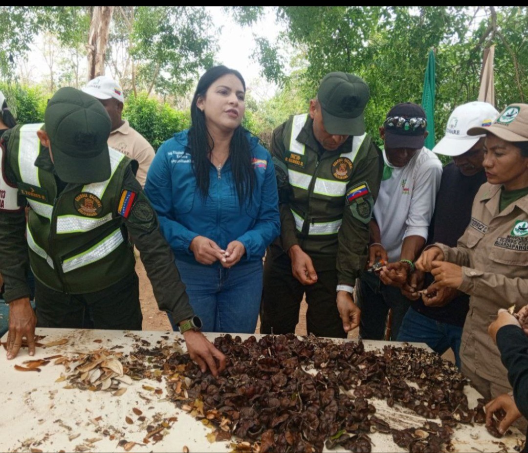 Plan Chuquisaca germina en Lagunillas: Recolectan más de 6 kilos de semillas para reforestar el Lago de Maracaibo