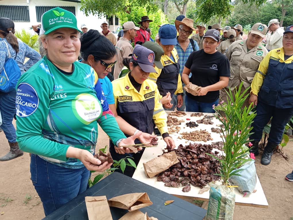Recolectan semillas forestales y frutales en tres municipios del Zulia