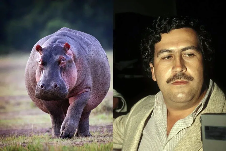 Colombia autoriza eutanasia de 80 “hipopótamos de la cocaína” de Pablo Escobar para frenar desastre ecológico